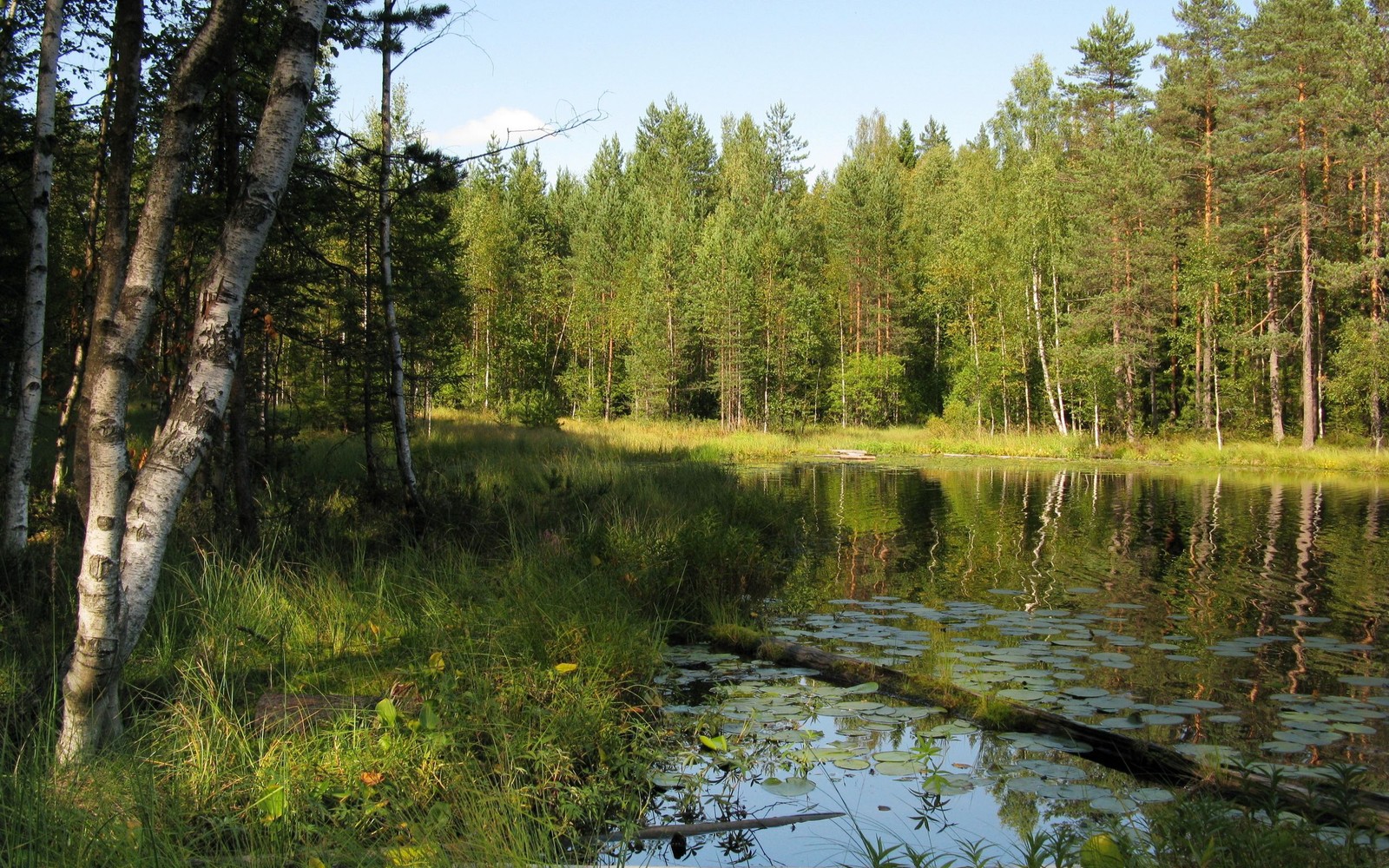 Luftaufnahme eines sees mit einem wald im hintergrund (wasser, natur, baum, naturschutzgebiet, wildnis)