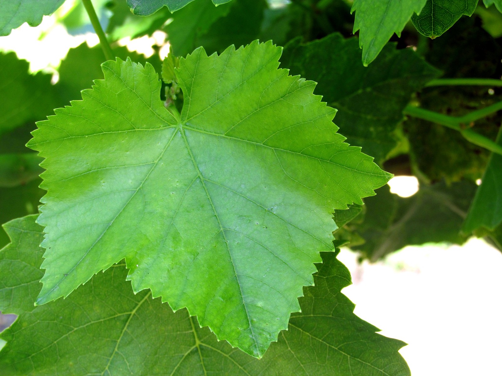 Um close em uma folha em uma árvore (folha, planta, folhas de uva, árvore, vitis)