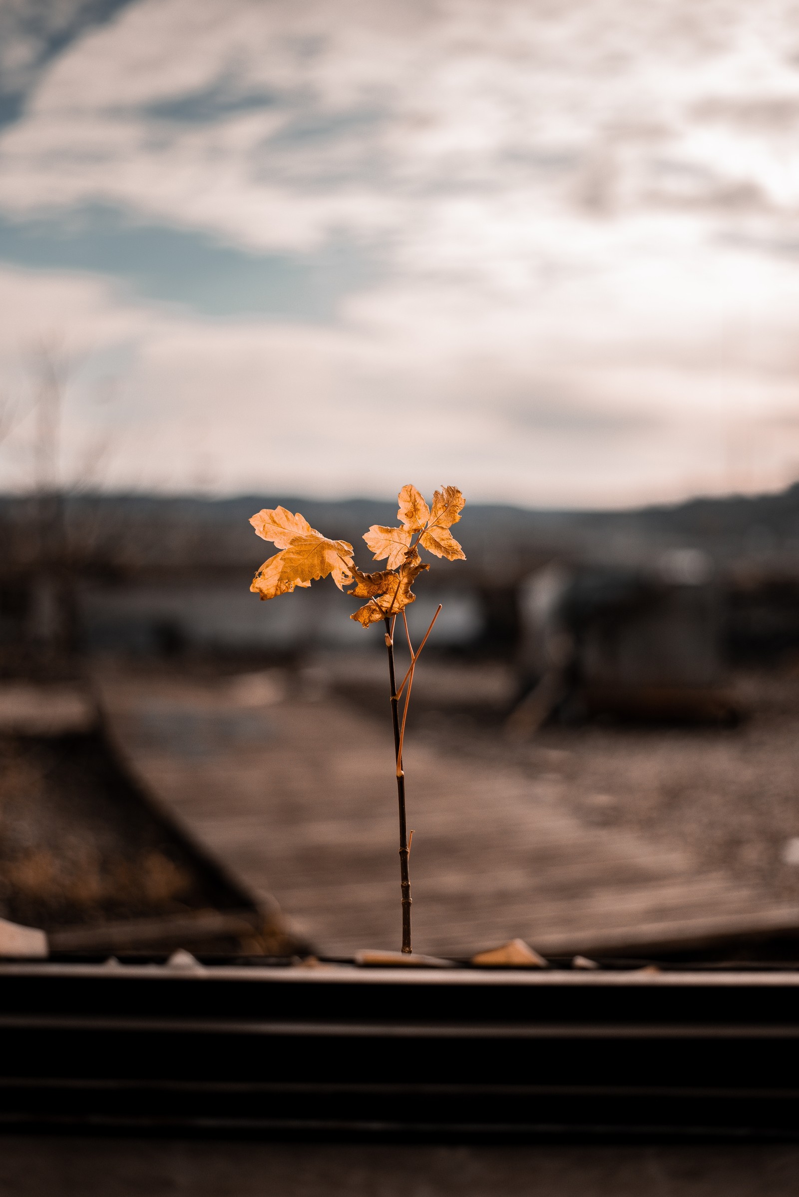 There is a small plant that is growing out of a window sill (leaf, flower, yellow, cloud, plant)