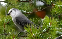 ave, pico, árbol, vida silvestre, ramo