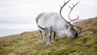 Reindeer Grazing on Tundra Grasses