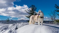 Sibirischer Husky in einer verschneiten Winterlandschaft.