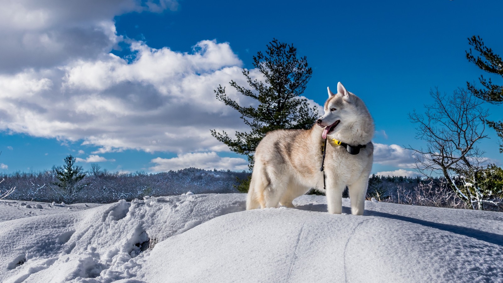 Perfil de um cão husky em pé em uma colina nevada com árvores ao fundo (husky siberiano, malamute do alasca, filhote, husky, husky do alasca)