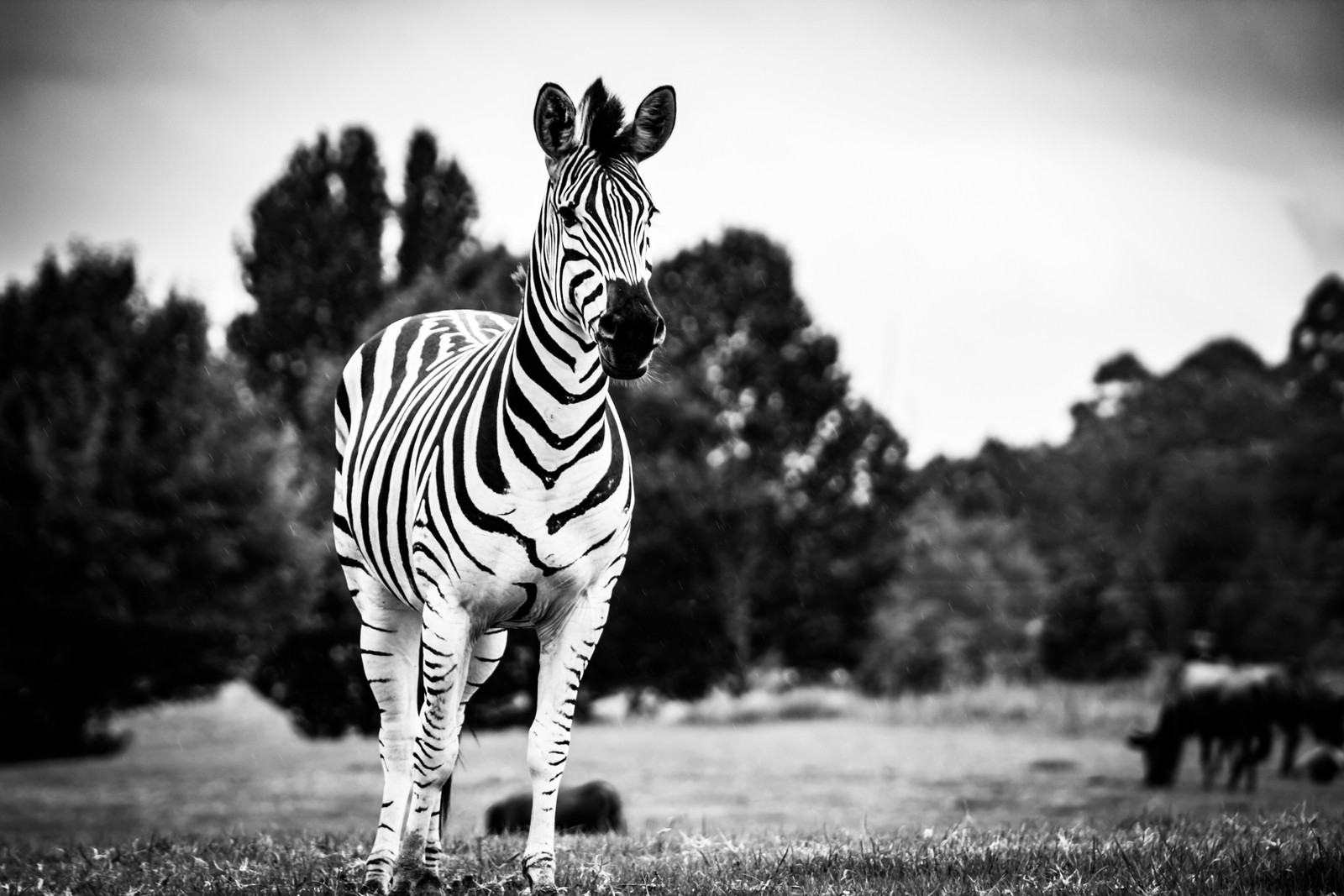 Baixar papel de parede zebra, preto e branco, fauna, animal terrestre, branco