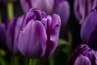 Close-up de tulipas roxas em flor em um jardim