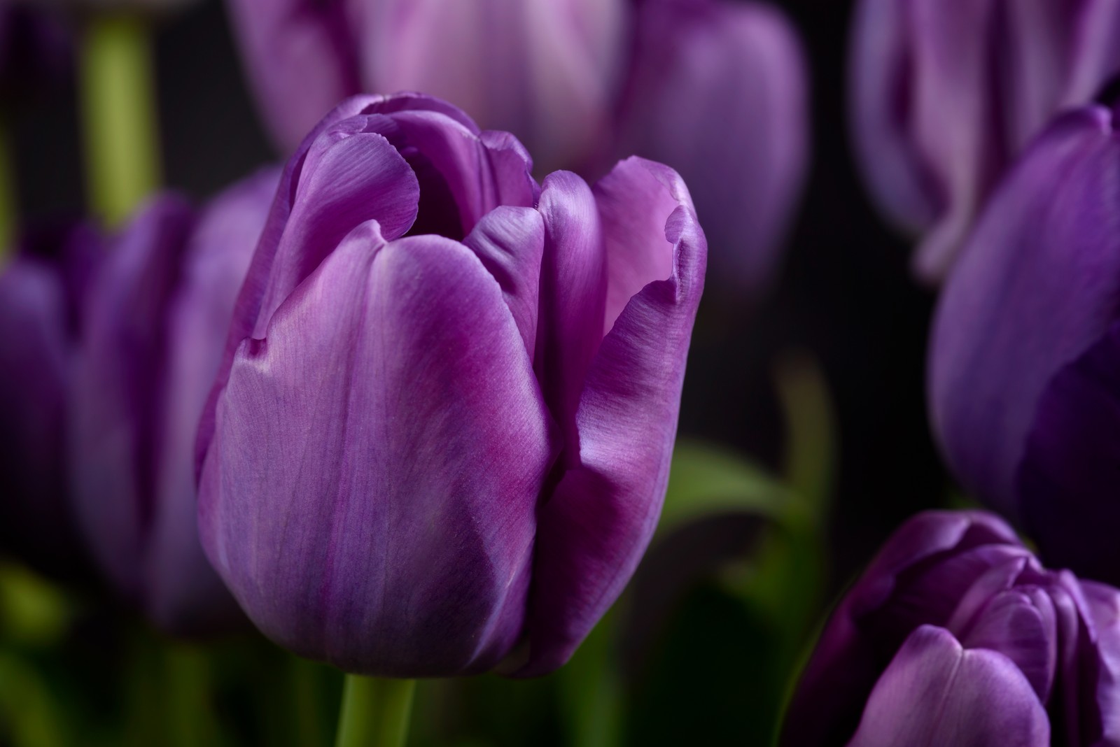 Des tulipes violettes dans un vase avec des tiges vertes (purple tulips, gros plan, macro, bokeh, floraison)