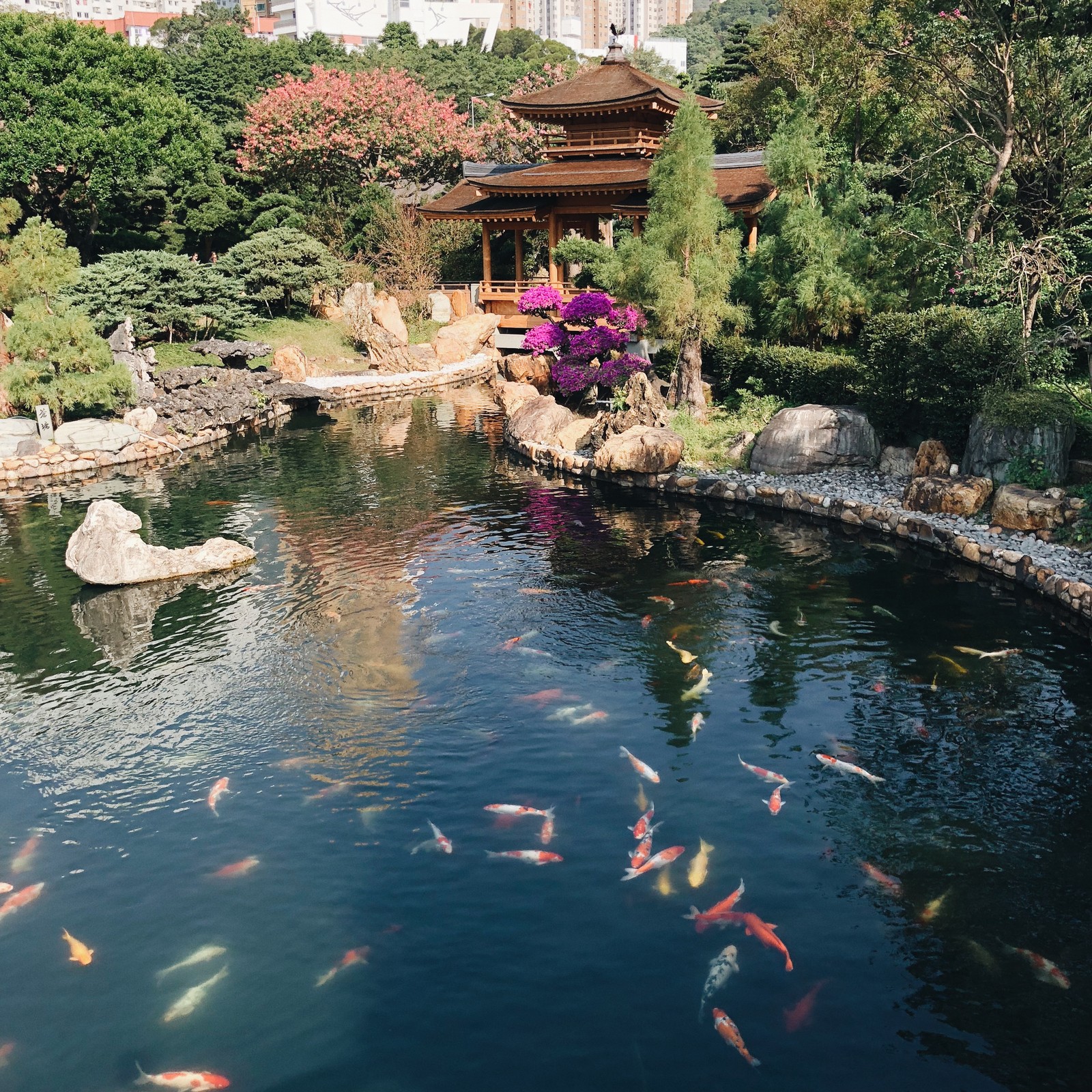 Il y a beaucoup de poissons nageant dans l'étang du jardin. (hong kong, réflexion, cours deau, ressources en eau, étang à poissons)