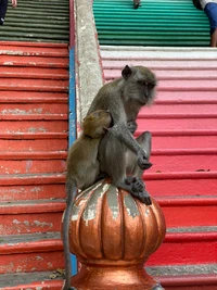 Un primate et son jeune reposent sur un orbe décoratif au pied d'escaliers colorés.