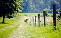 Sentier pittoresque à travers des prairies luxuriantes