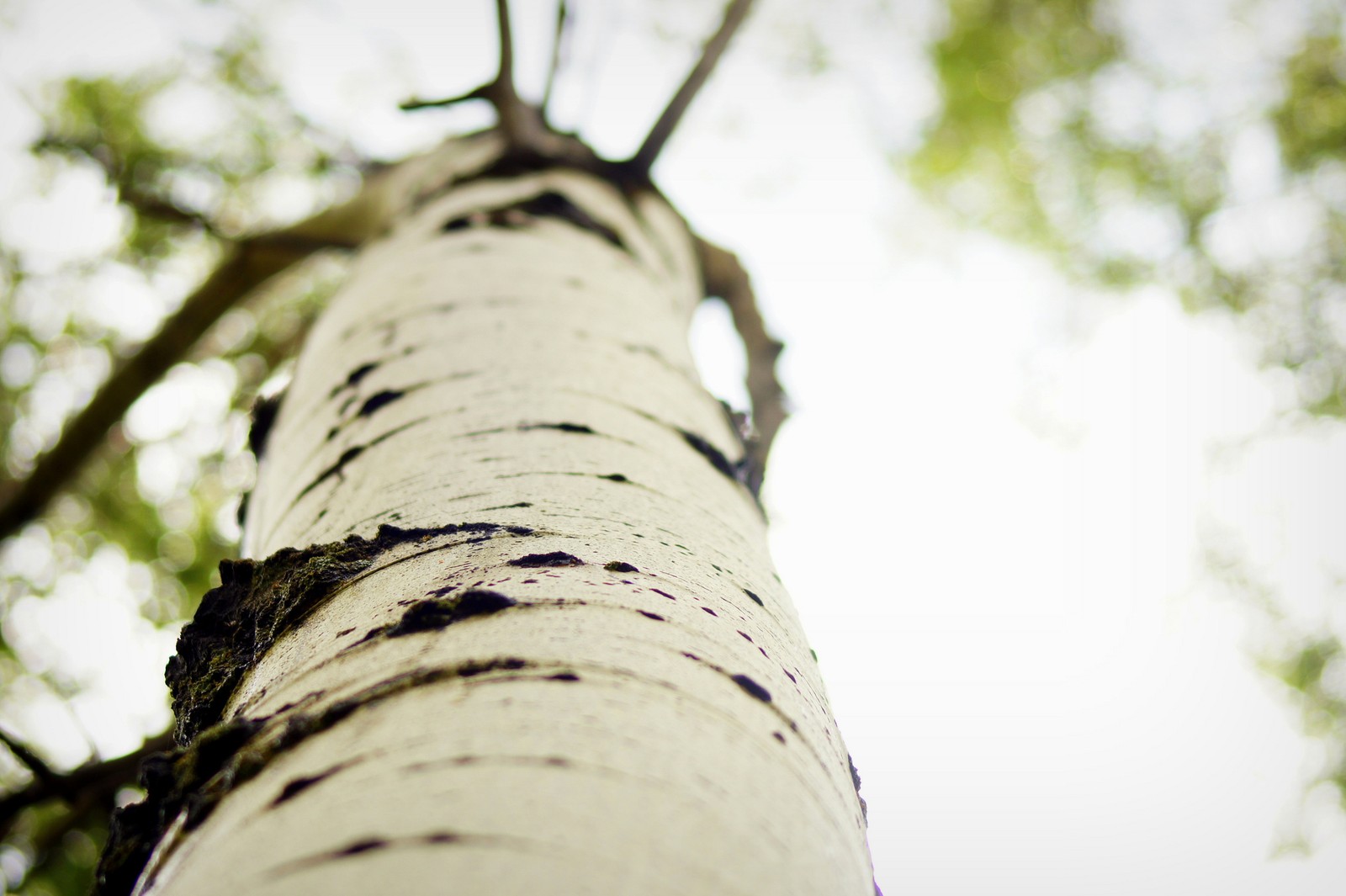 leaf, twig, trunk, tree, wood wallpaper