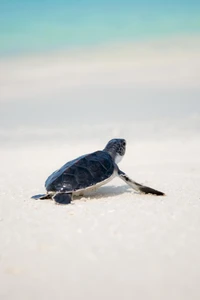 Tortue de mer nouvellement éclose rampant sur le rivage sablonneux