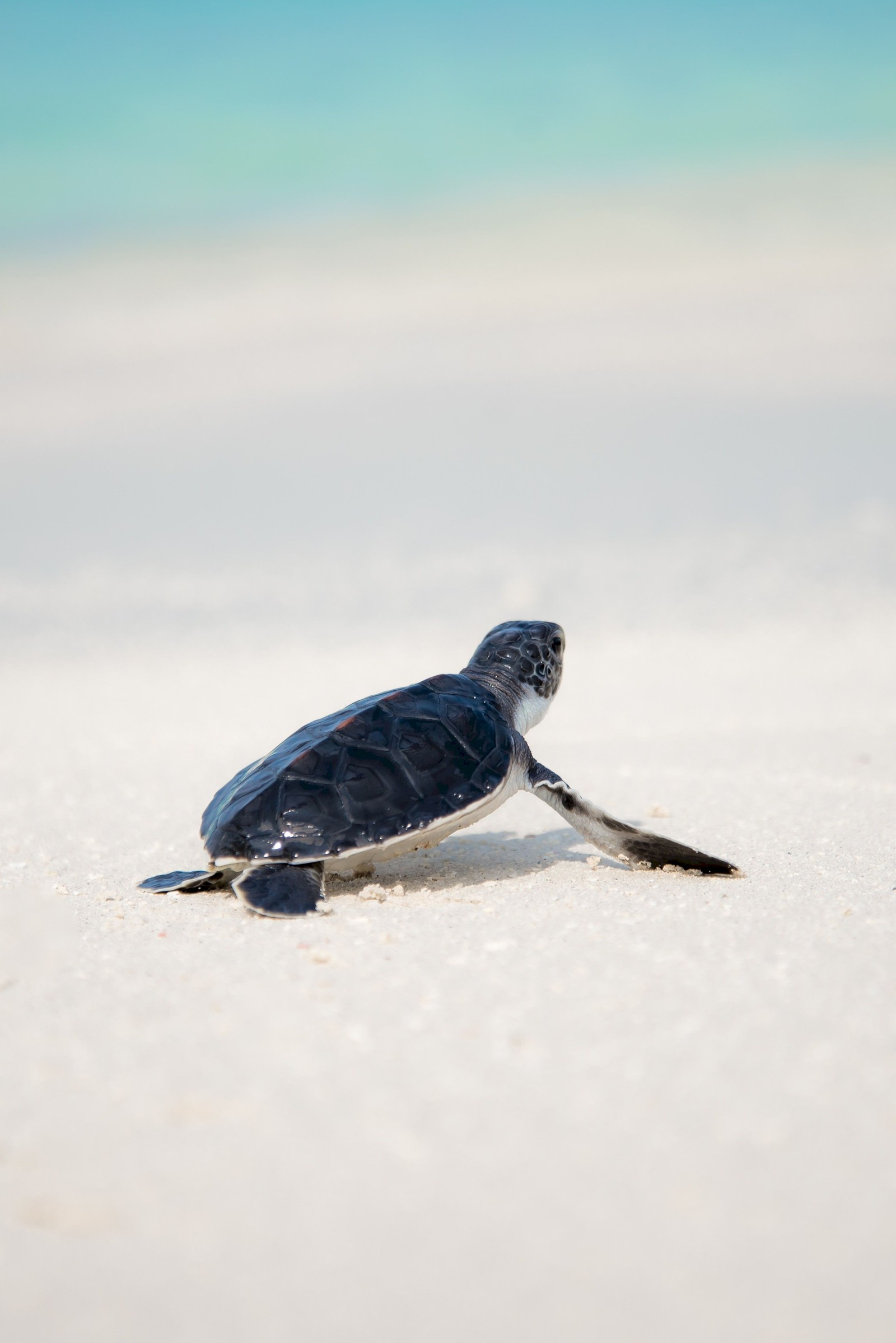 Une petite tortue rampant sur la plage pour atteindre l'eau (tortue de mer, tortue, reptile)