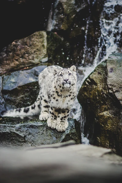 O leopardo das neves está posicionado graciosamente em um terreno rochoso, exibindo seu impressionante pelo manchado e seu olhar penetrante em meio a um fundo em cascata.