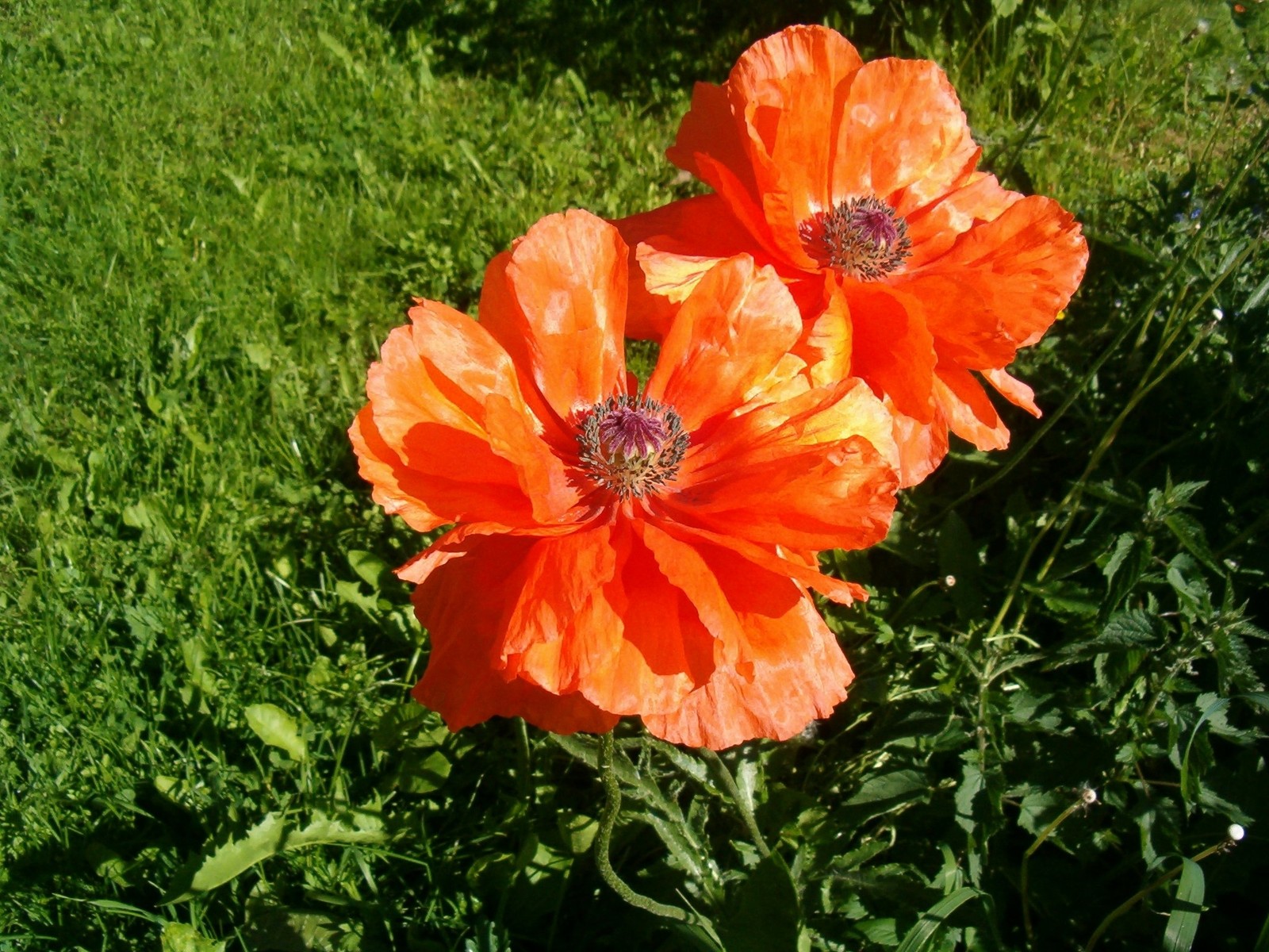 Il y a deux fleurs orange qui sont dans l'herbe (plante à fleurs, pétale, famille des coquelicots, coquelicot, fleur sauvage)