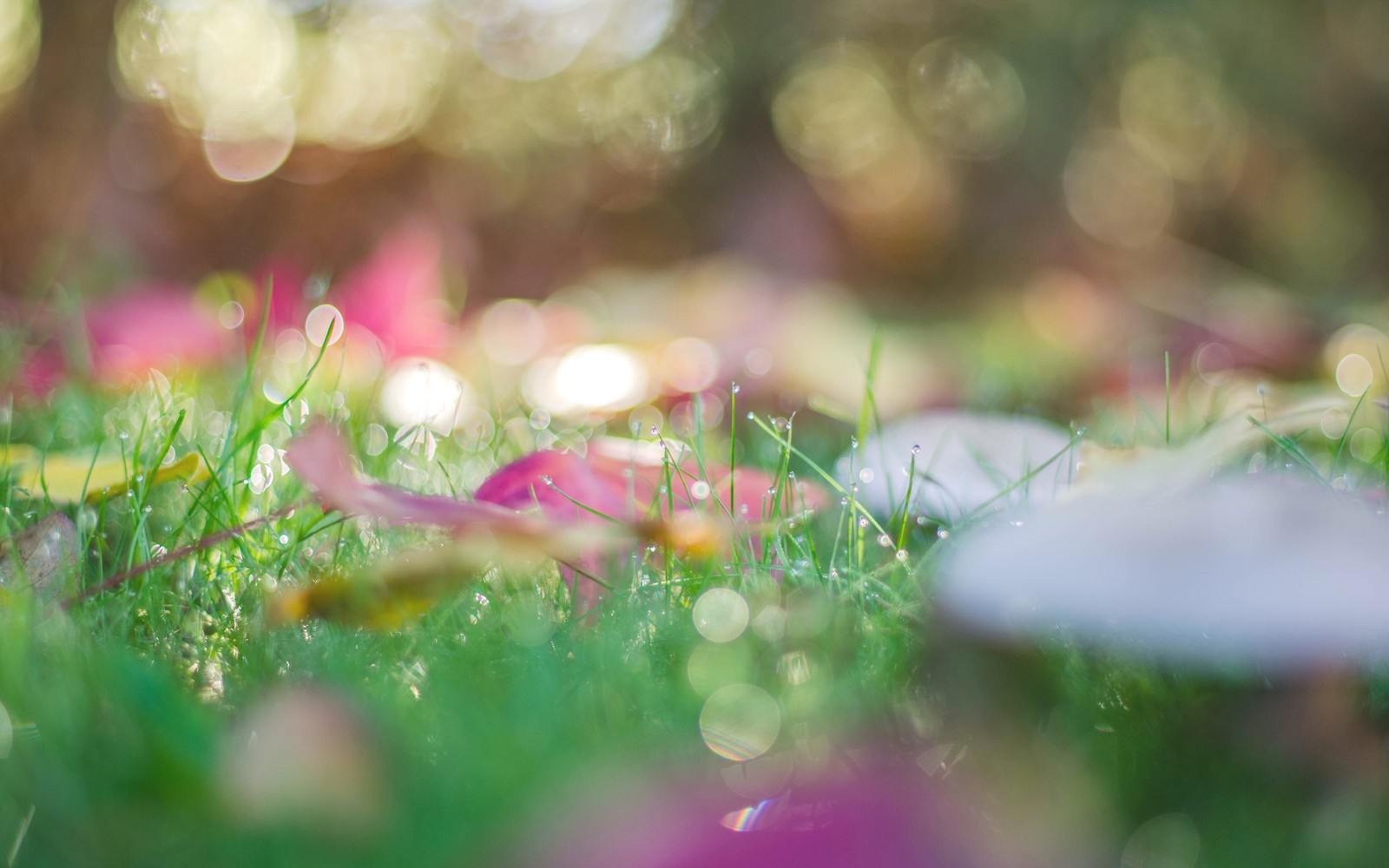 Hay un frisbee blanco en la hierba con flores rosas (naturaleza, tallo de planta, hoja, verde, pasto)