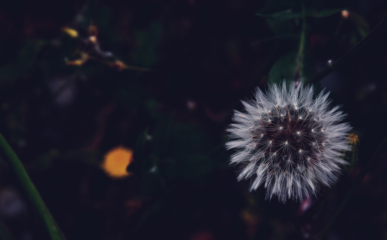 Um close-up de um dente de leão com um fundo desfocado (flor, água, dente de leão, planta, noite)