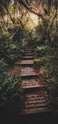 Wooden Pathway Through Lush Forest Vegetation