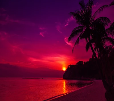 beach, palm, sand, shadow, sun