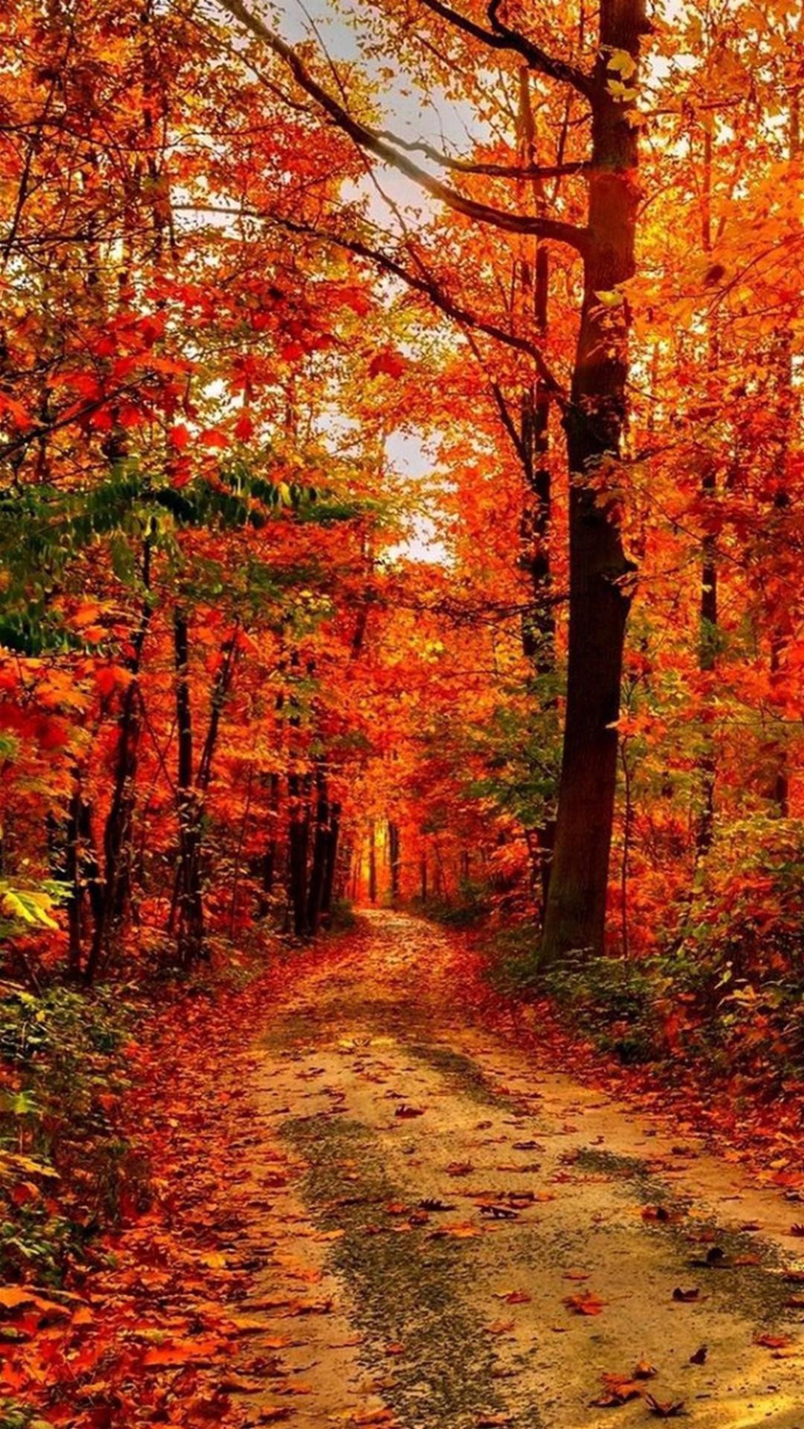 Une route en terre au milieu d'une forêt avec beaucoup de feuilles dessus (1080x1920, 1520, forêt, hd, paysage)