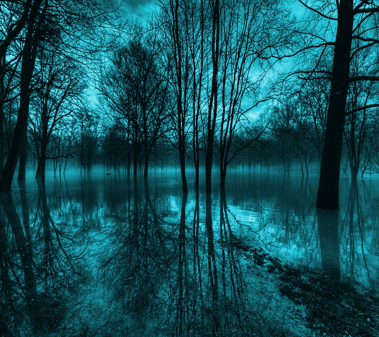 Trees are reflected in the water of a flooded area (blue, lake, nature, shine, trees)