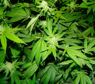 Hojas y brotes de cannabis verdes y exuberantes