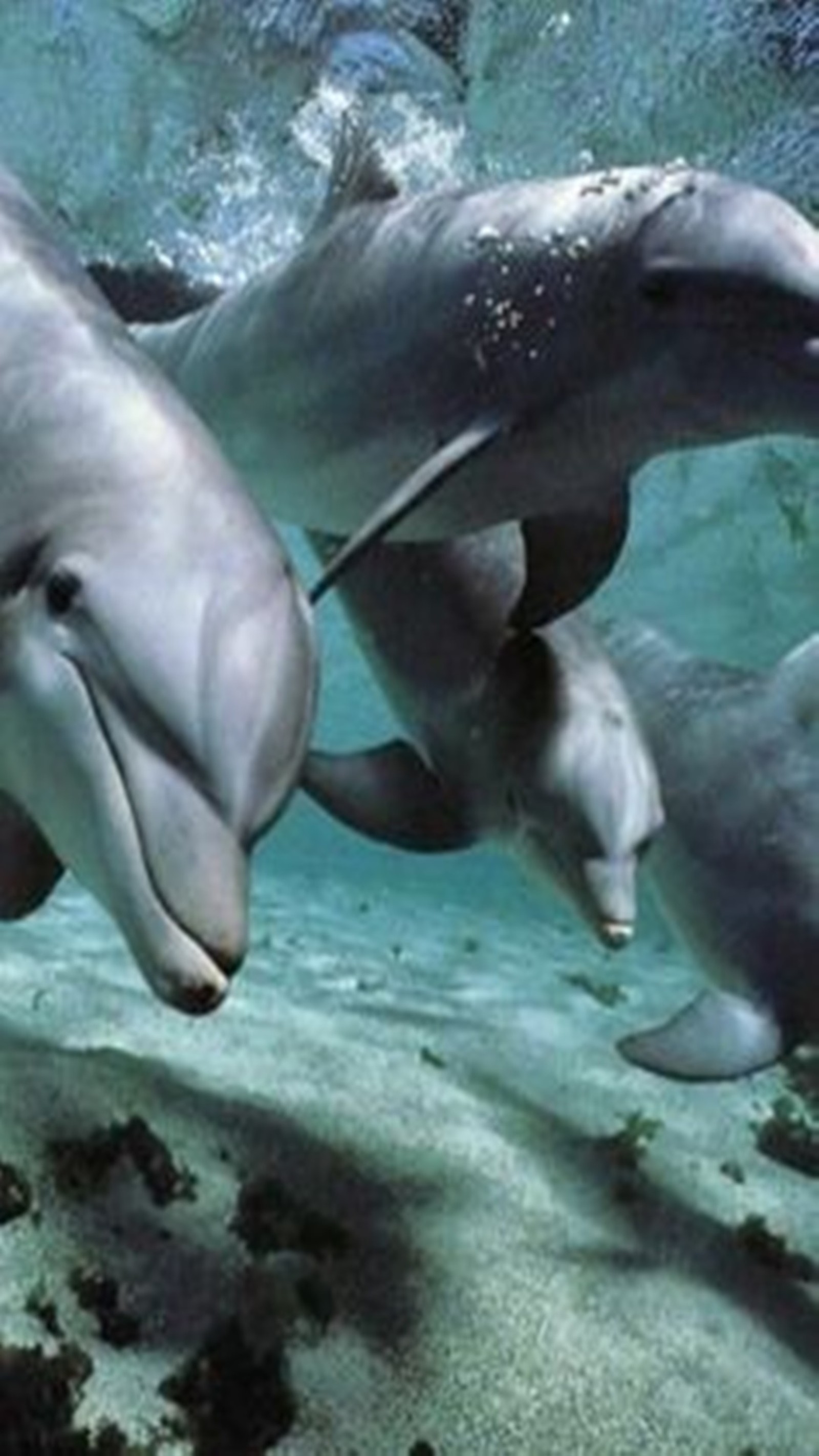 Des dauphins nagent dans l'océan avec leurs bébés (dauphins, mer)