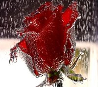 Rosa roja envuelta en gotas de agua