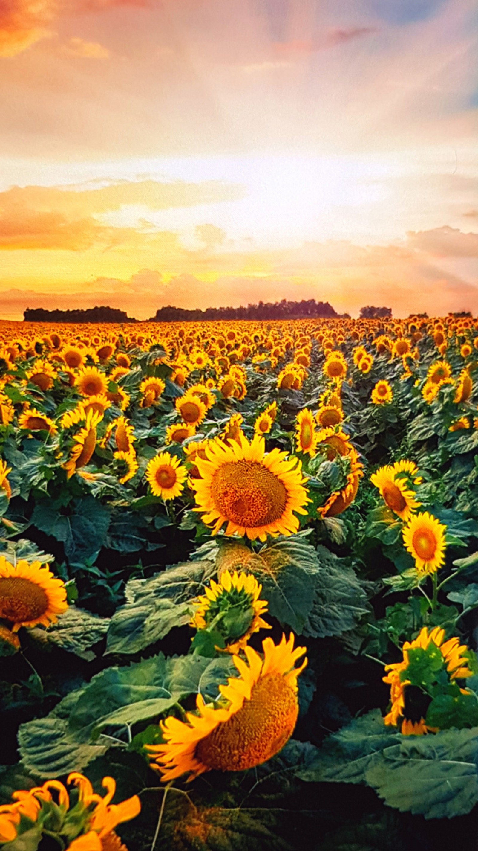 Un campo de girasoles con un atardecer al fondo (campo, cielo, flor, girasoles, linda)