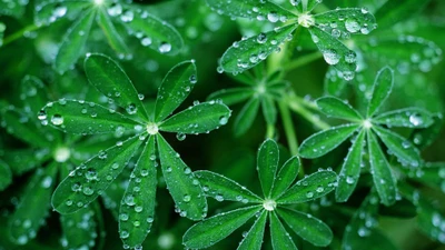 Dew-kissed green leaves glistening with moisture.