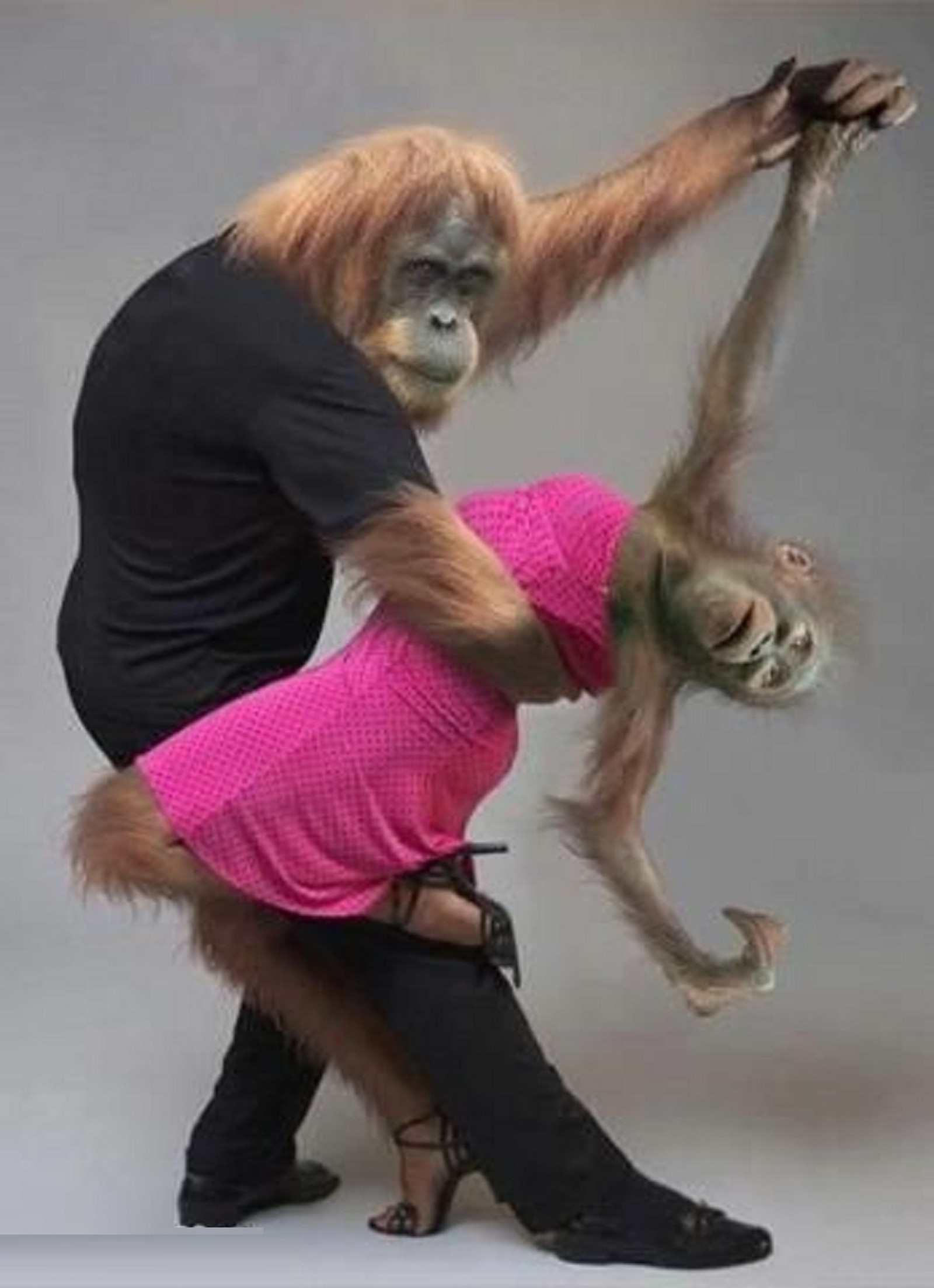 Baixar papel de parede macaco, dança