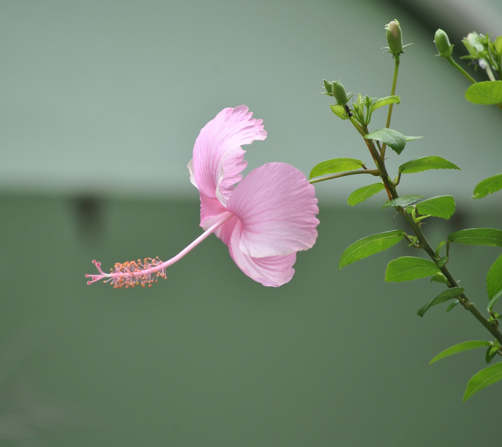 Hay una flor rosa que está floreciendo en un tallo (borroso, flor, foto, rosa)