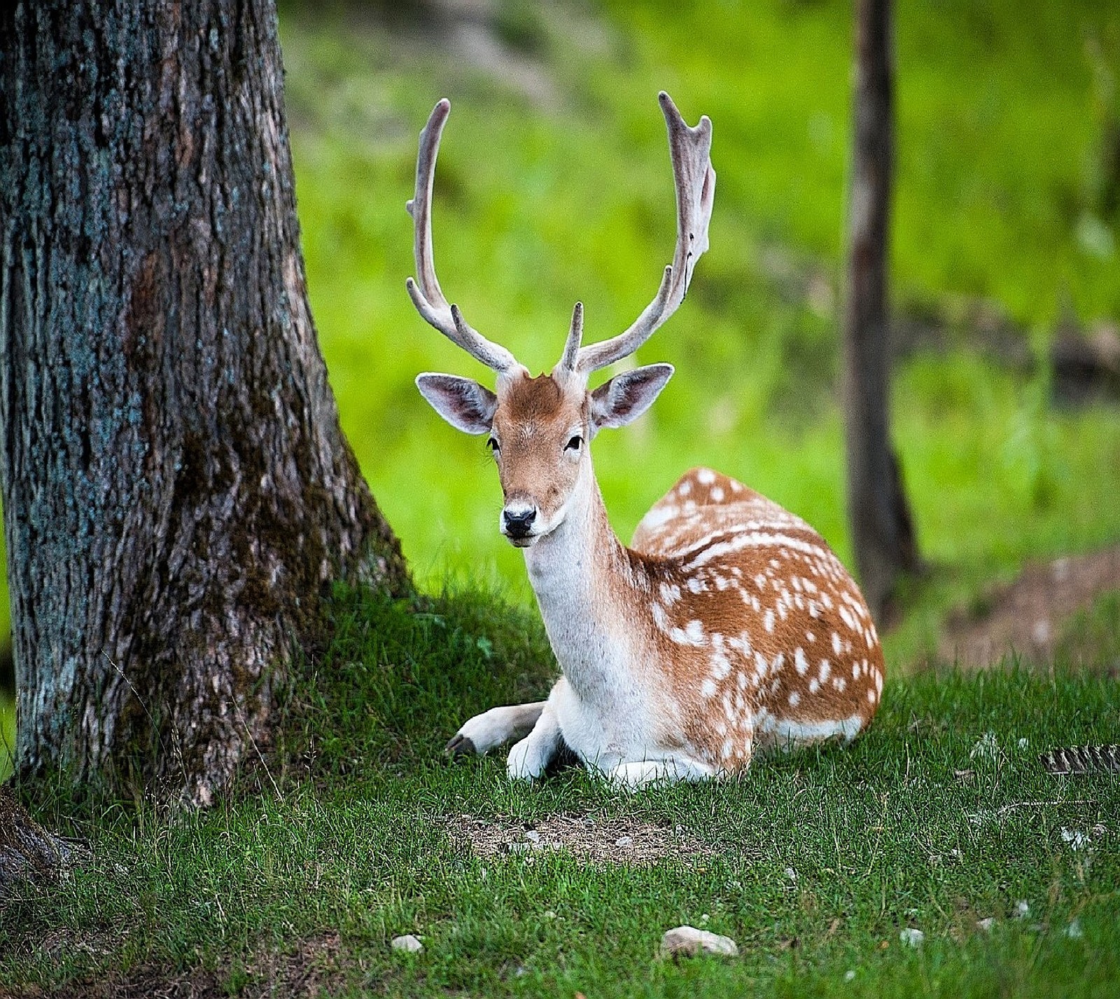 Скачать обои roebuck