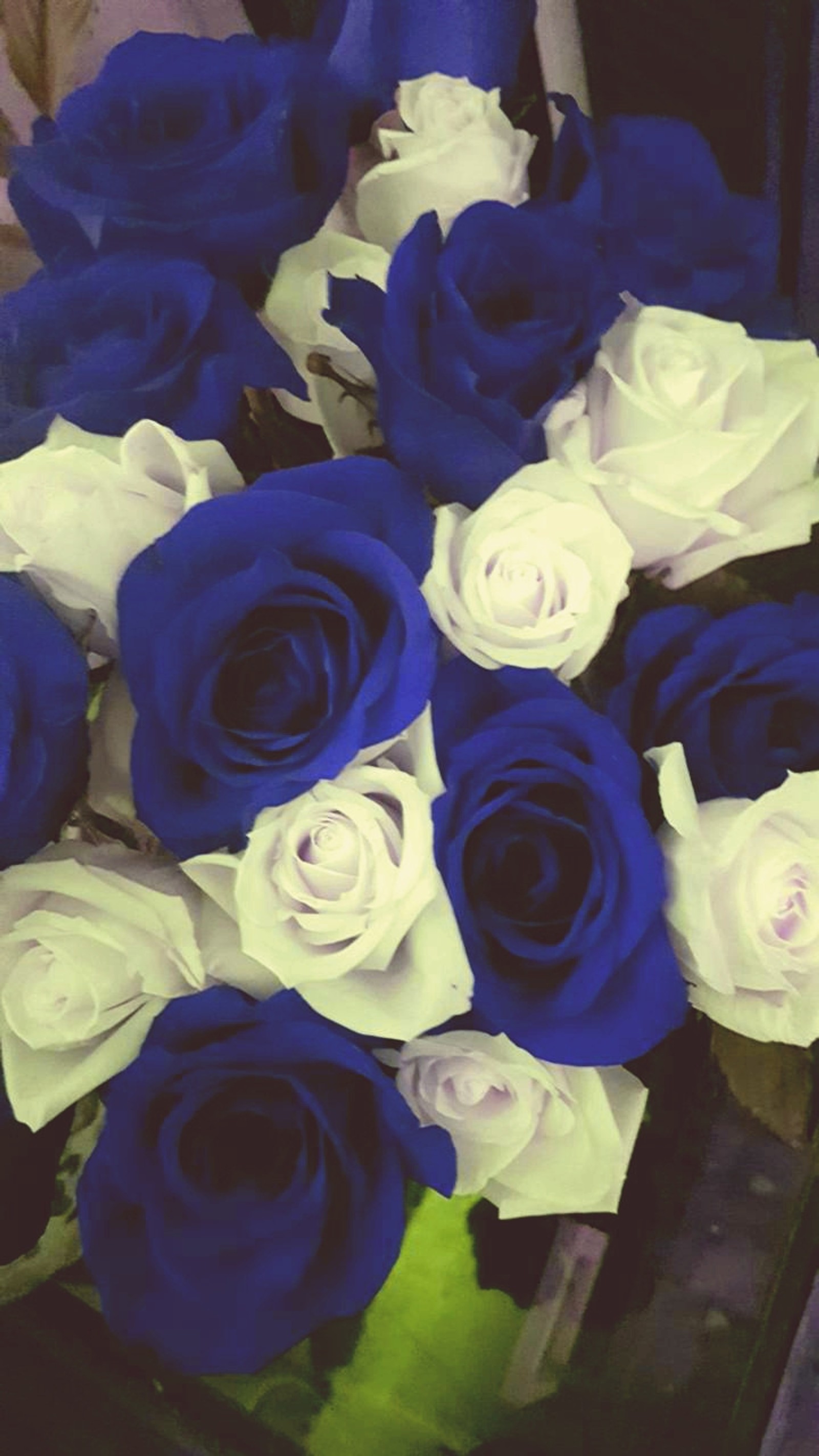 Il y a un bouquet de roses bleues et blanches dans un vase (bleu, fleurs, roses)