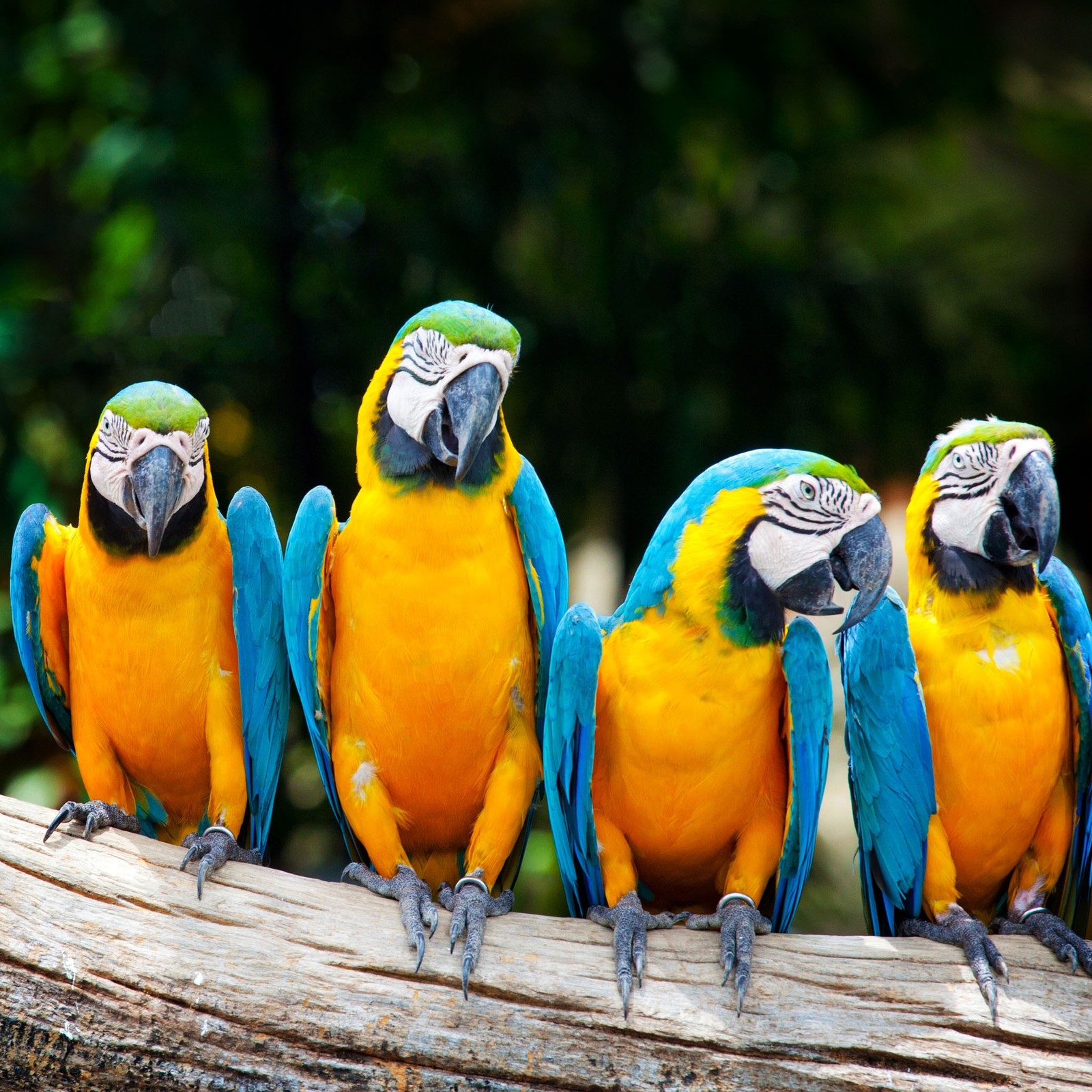 african macaw, birds wallpaper