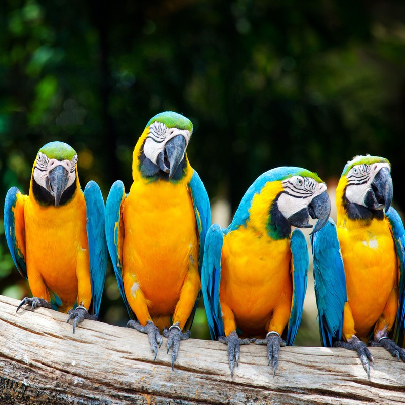 Четыре цветных птицы сидят на ветке с деревьями на заднем плане (african macaw, птицы)