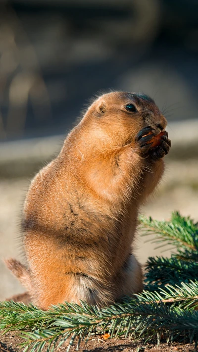 Primer plano de una ardilla comiendo entre ramas de pino - 4K Full HD