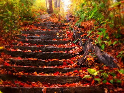 Pasos de otoño: Un camino de hojas coloridas