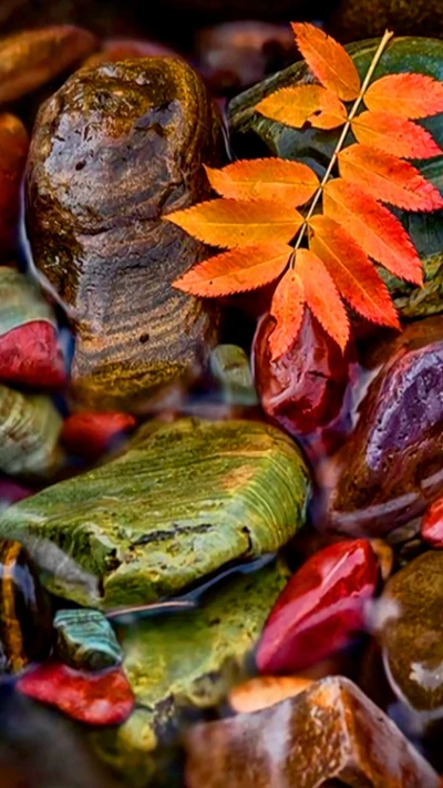 outono, bonito, colorido, verde, folhas