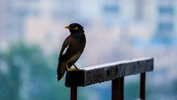 A perched passerine bird with a striking beak, set against a blurred city backdrop.