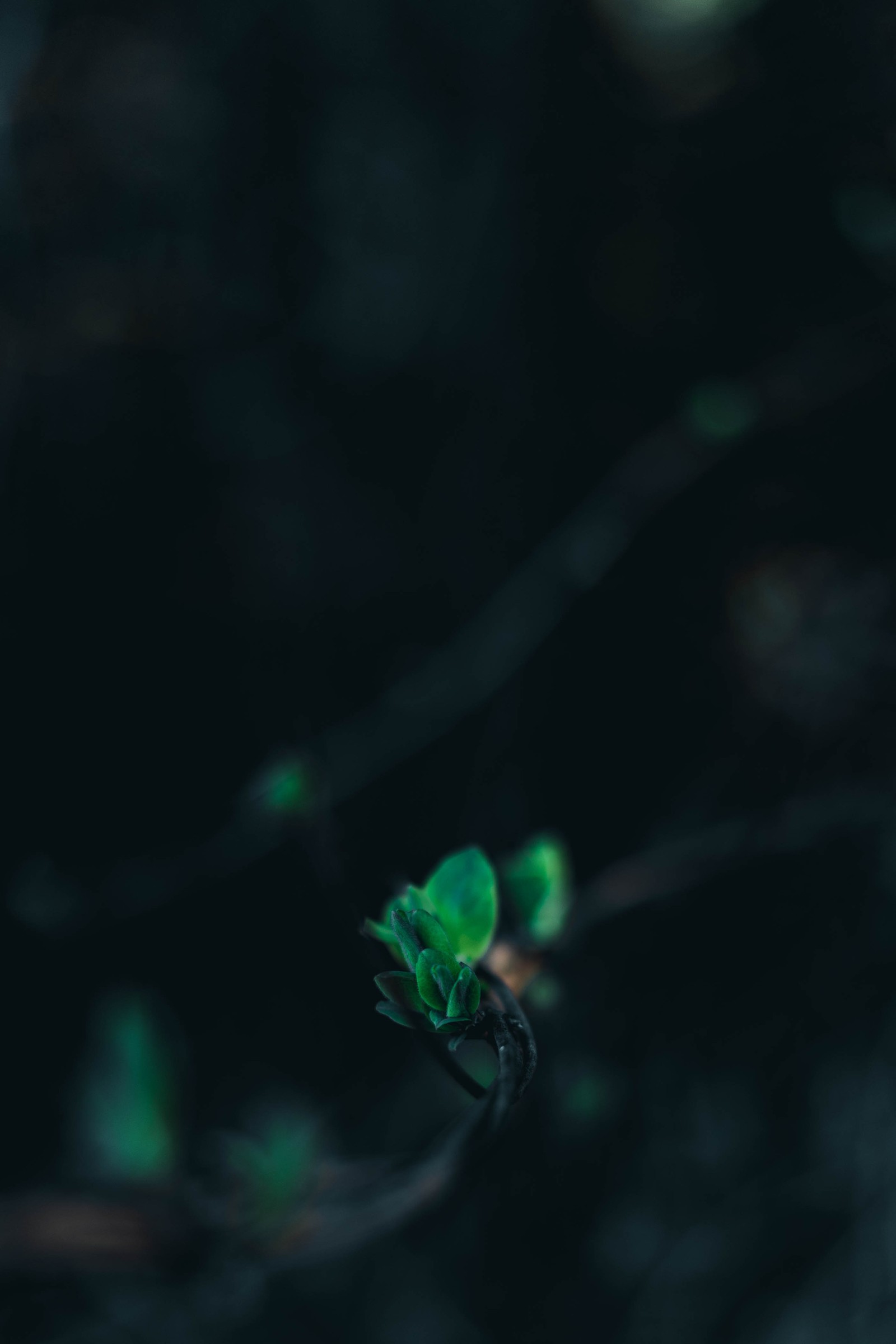 A close up of a small green flower on a branch (green, black, water, turquoise, light)