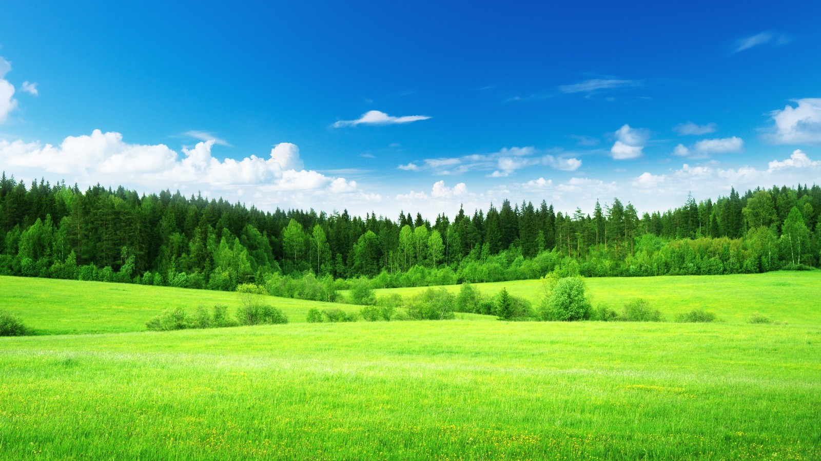 A green field with trees and blue sky in the background (green, grassland, nature, meadow, pasture)