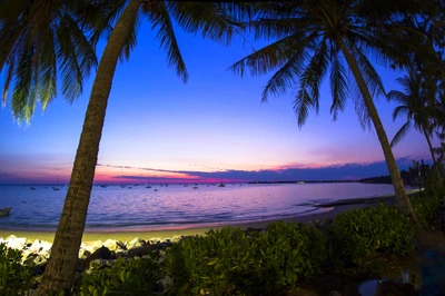 Línea costera tropical al anochecer con palmeras y aguas tranquilas