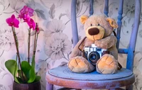 teddy bear, vintage camera, pink flowers, orchid flowers, cute toy