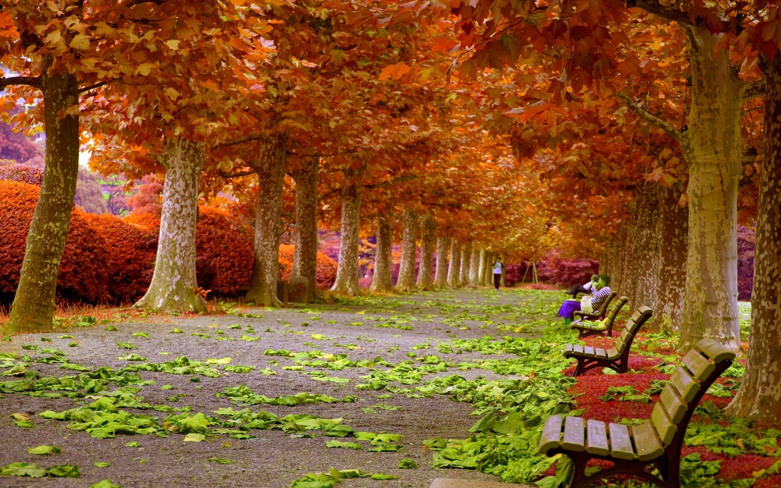 Arbres avec des feuilles orange et un banc dans le parc (nature, arbre, feuille, automne, à feuilles caduques)