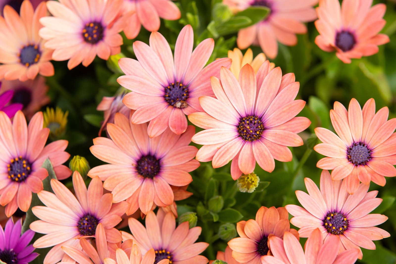 pink daisies, floral background, blossom, bloom, spring wallpaper