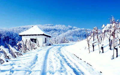 nieve, invierno, congelación, árbol, montaña