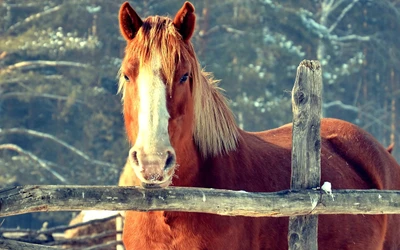 Majestätischer Mustang-Hengst bei Sonnenuntergang an einem Holzzaun