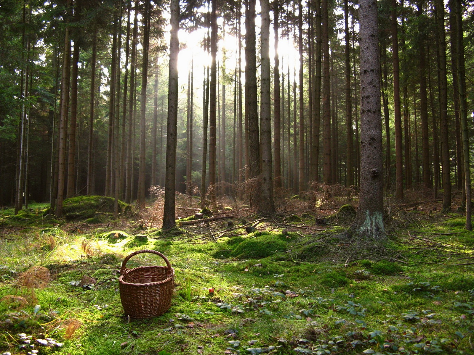 Un primer plano de una cesta en un bosque con el sol brillando a través de los árboles (bosque, desierto, bosque templado de coníferas, reserva natural, bosque viejo)