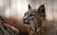 Lince do Canadá: Um close-up de um majestoso mamífero terrestre