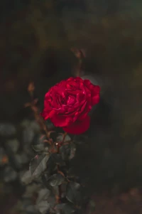 Close-up de uma vibrante rosa de jardim vermelha